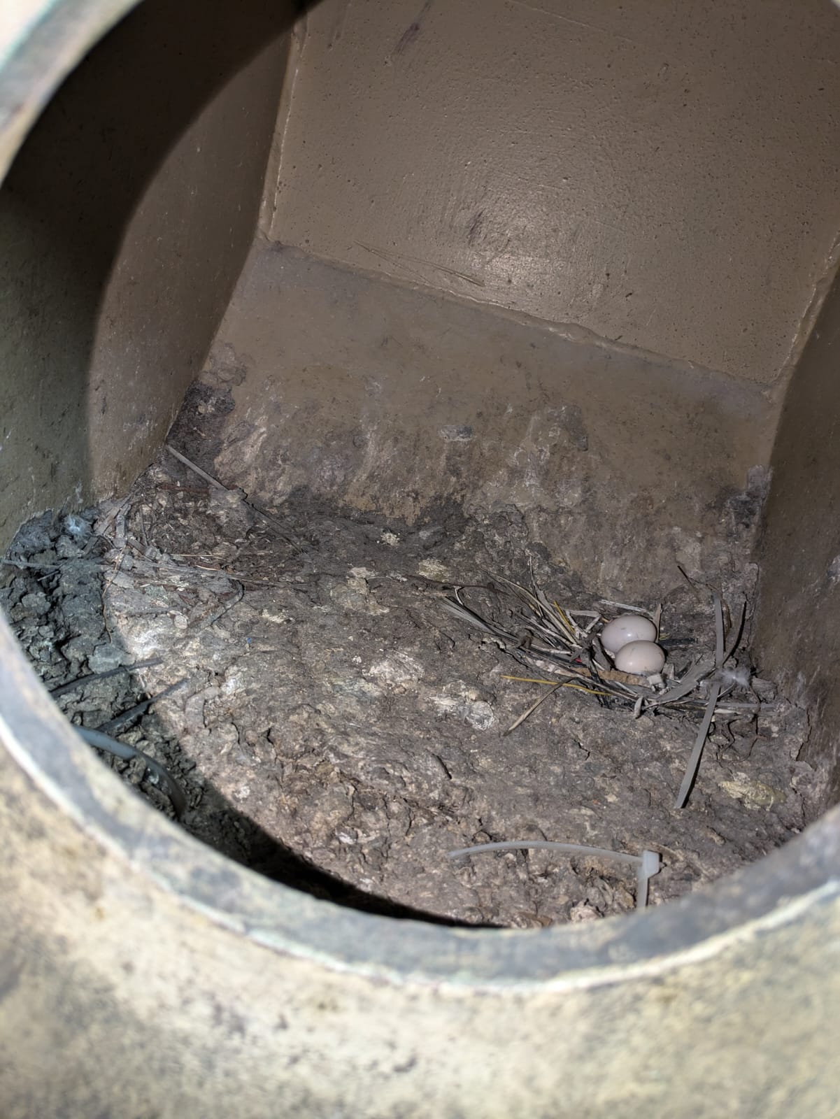 Kaminschacht vor der Taubenabwehr, mit Nest und Eiern